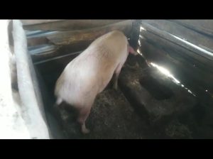 Mature Pigs for Sale