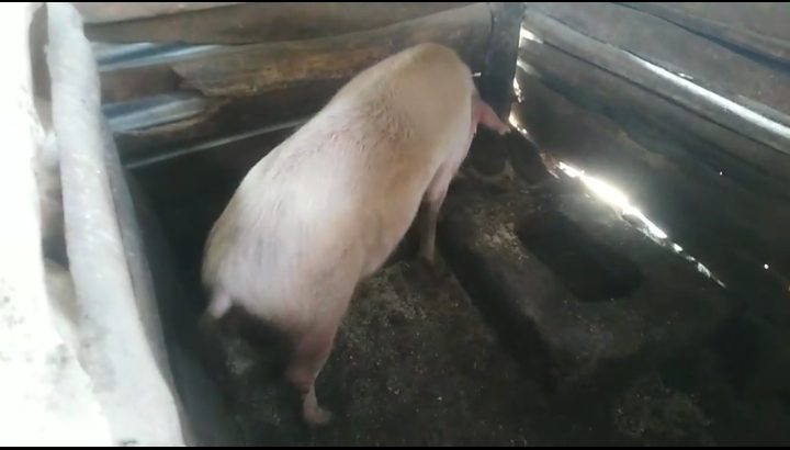 Mature Pigs for Sale