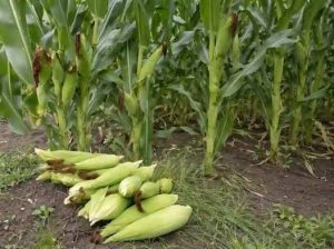 Green Maize