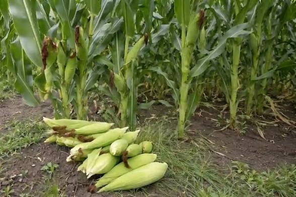 Green Maize