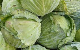 1000 pcs cabbages