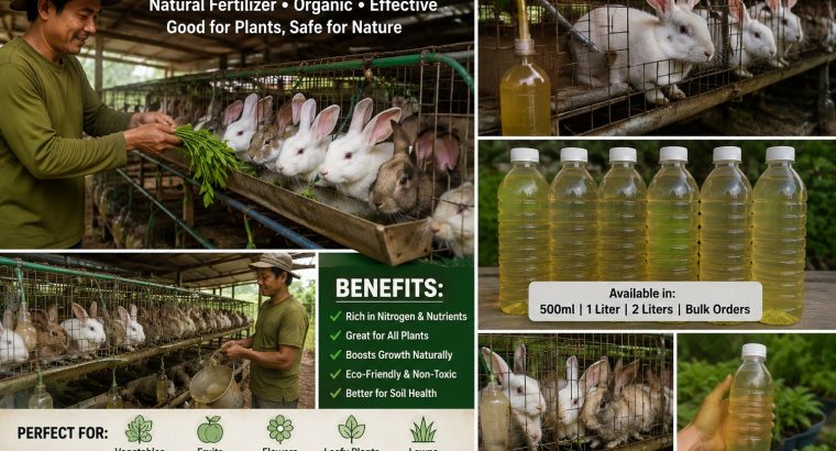 rabbit urine