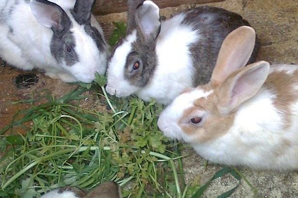 Rabbits