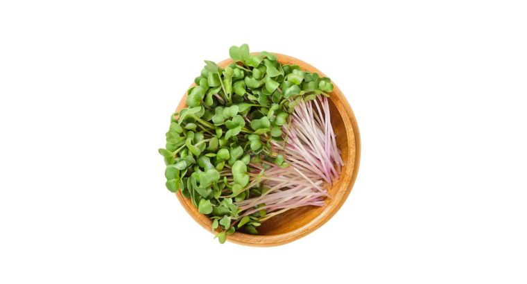 Radish