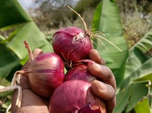New fresh farm onions