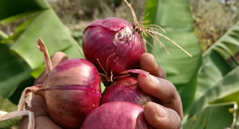 New fresh farm onions