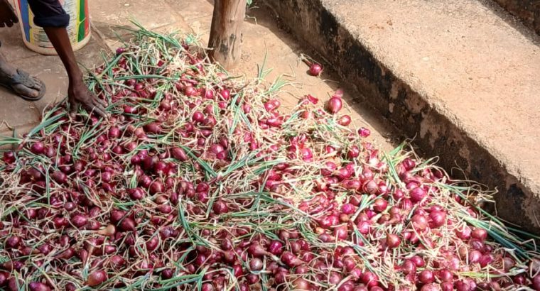 New fresh farm onions