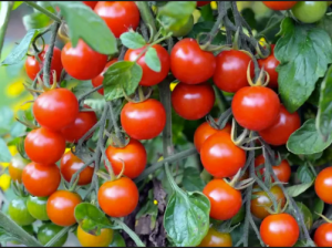 KAVANGI TOMATOES FARM