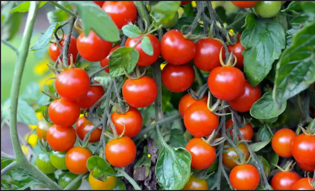 KAVANGI TOMATOES FARM