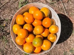 Pixie oranges