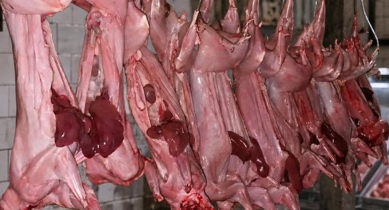 rabbit meat