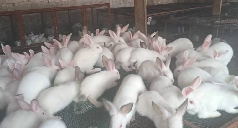 rabbit for breeding