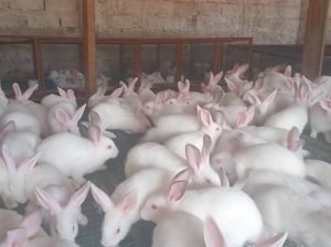 rabbit for breeding