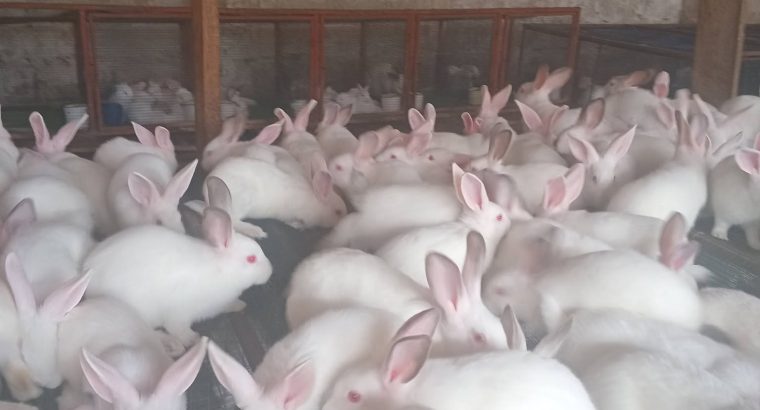 rabbit for breeding