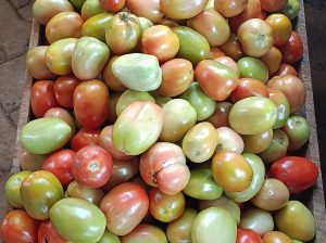 Fresh tomatoes