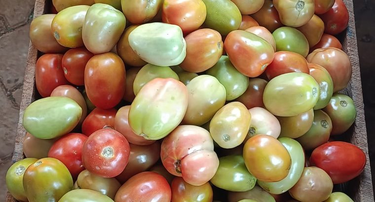Fresh tomatoes