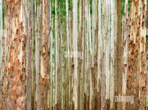 Blue gum trees for sale