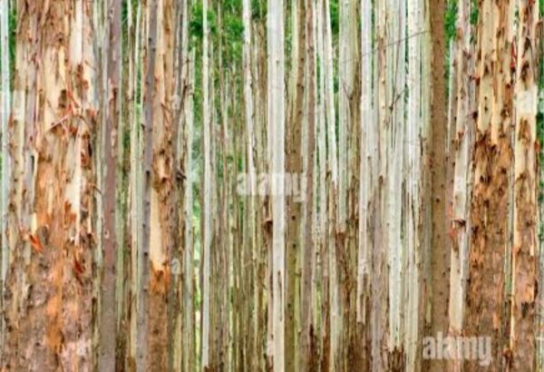 Blue gum trees for sale