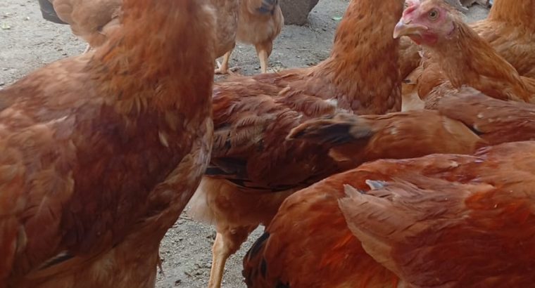 Poultry on sale