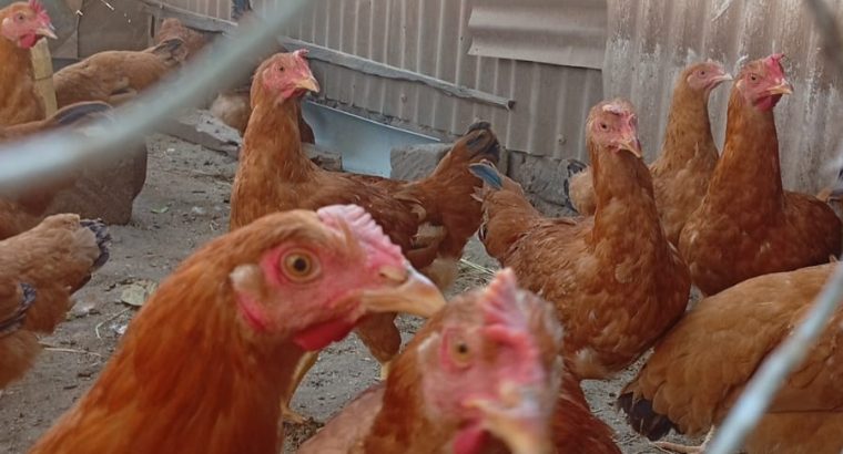 Poultry on sale