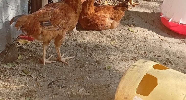 Poultry on sale