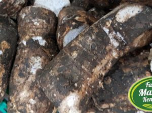 Arrow roots for sale