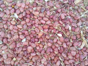 ROSECOCO BEANS