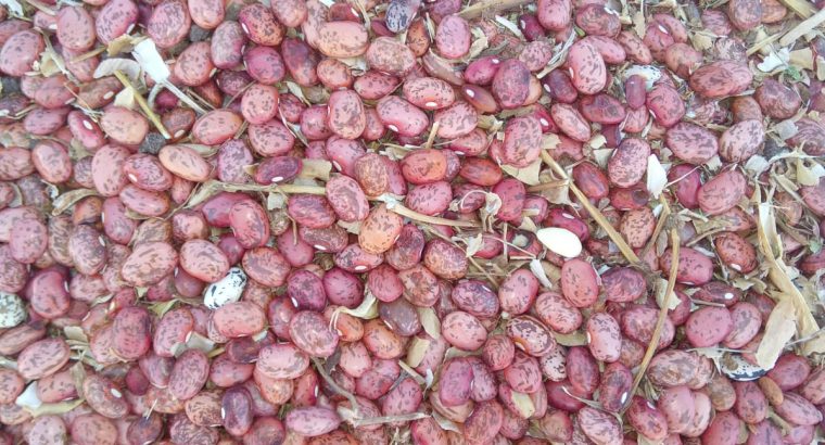 ROSECOCO BEANS