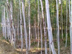 Selling Mature Eucalyptus Tree