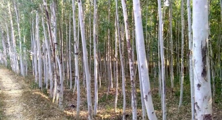 Selling Mature Eucalyptus Tree