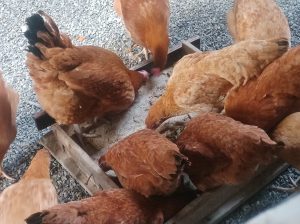 6 months old sasso F1 hens