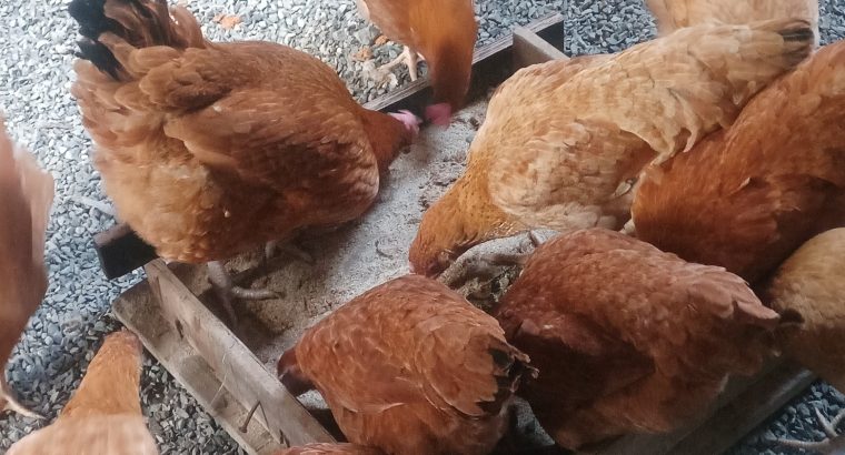 6 months old sasso F1 hens