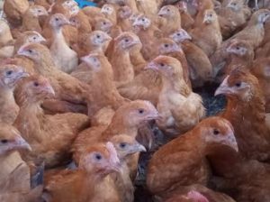 2 month old sasso F1 chicks