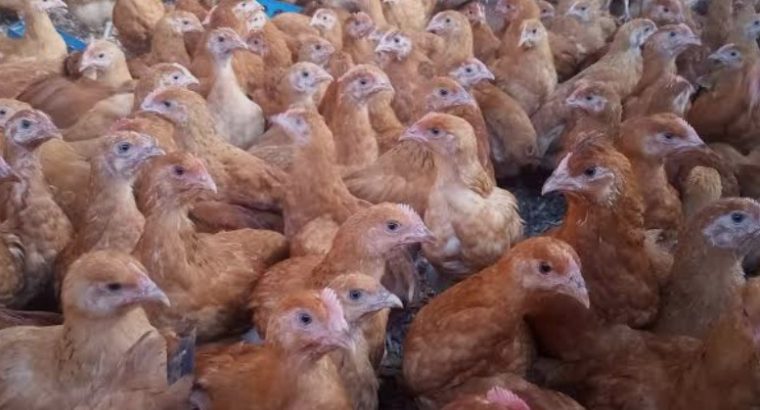 2 month old sasso F1 chicks