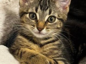 2 month old domestic shorthair