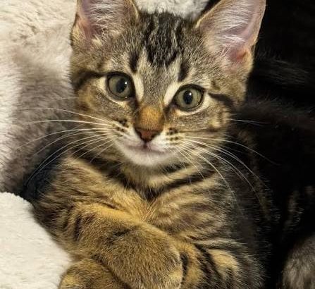 2 month old domestic shor...
