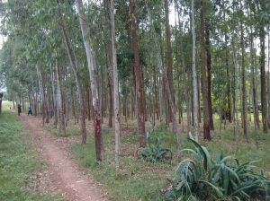 Mature Trees
