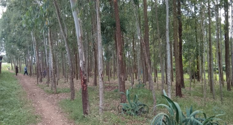 Mature Trees