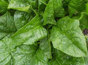 Dash Baby spinach.