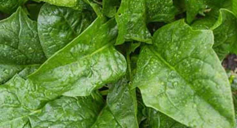 Dash Baby spinach.