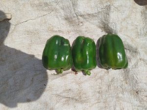 Green capsicum