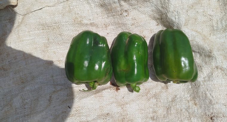 Green capsicum