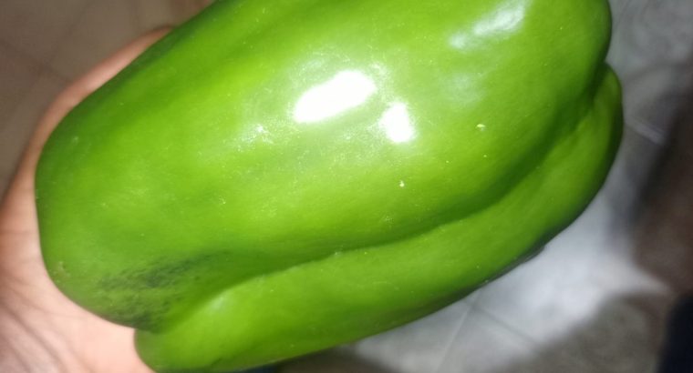 Green capsicum