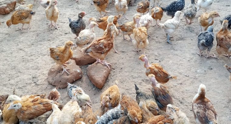 DAY OLD CHICKS