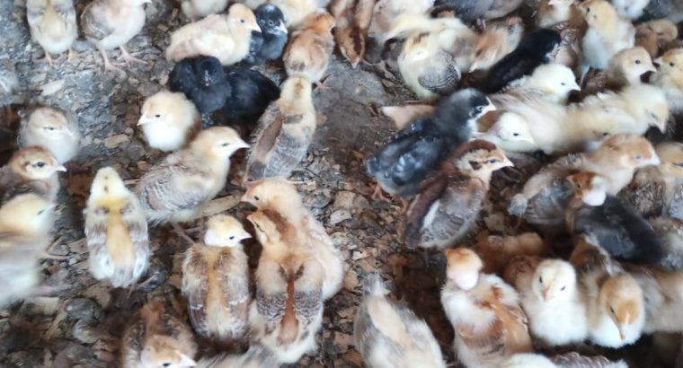 DAY OLD CHICKS
