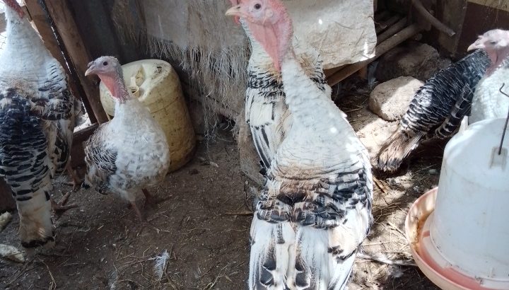 Male Turkey