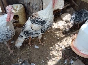 Male Turkey