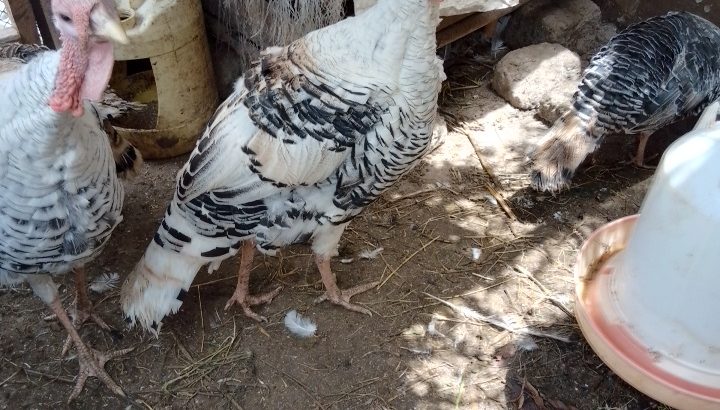 Male Turkey