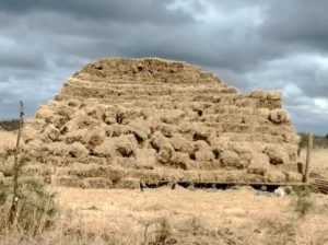 Quality Savannah Hay (Kajiado)