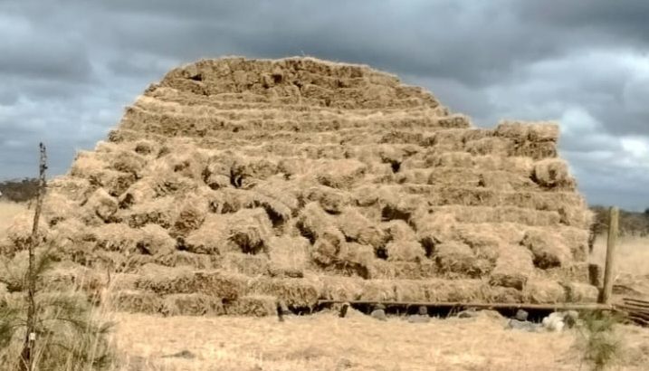 Quality Savannah Hay (Kajiado)